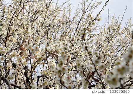 早春の訪れ　満開の白梅　　　　 133920869
