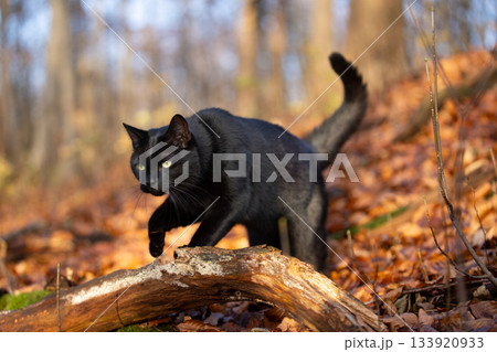 cat roaming in autumn forest 133920933