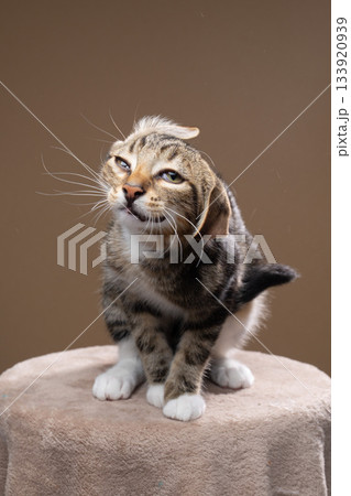 domestic cat shaking it's head domestic cat shaking it's head 133920939