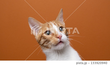 orange white cat on orange background 133920940