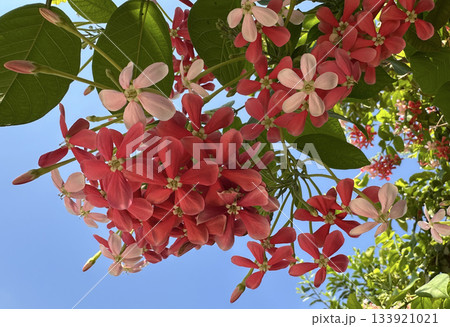 Combretum indicum (lat. - Combretum indicum) or Quisqualis indicum 133921021