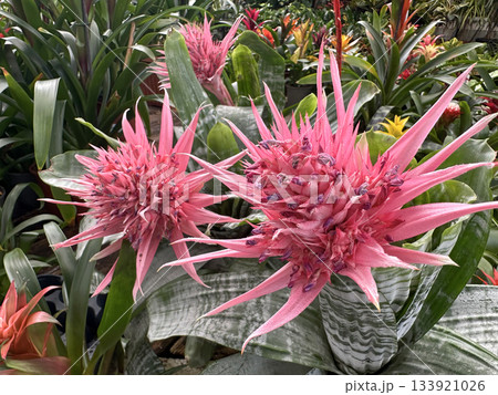 Silver vase or urn plant (lat.- Aechmea fasciata) Silver vase or urn plant (lat.- Aechmea fasciata) 133921026