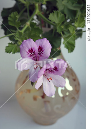 Geranium flowers in a vase (lat.- Pelargonium) Geranium flowers in a vase (lat.- Pelargonium) 133921033