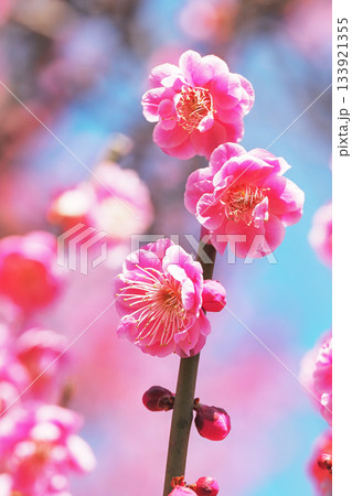 梅の花(唐梅) 梅の花(唐梅) 133921355