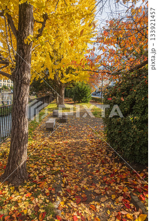 落ち葉散る琵琶湖疏水沿いの散策路 京都市 落ち葉散る琵琶湖疏水沿いの散策路 京都市 133921457