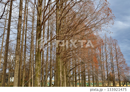 落葉したメタセコイア並木　冬模様　さいたま市 133921475