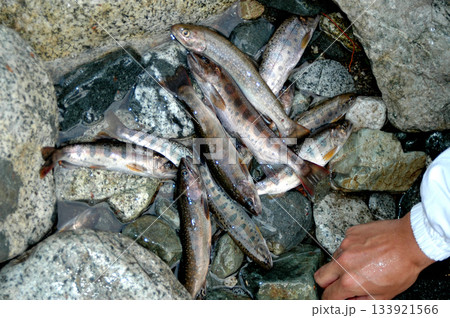 渓流釣りの釣果 渓流釣りの釣果 133921566
