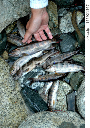 渓流釣りの釣果 渓流釣りの釣果 133921567