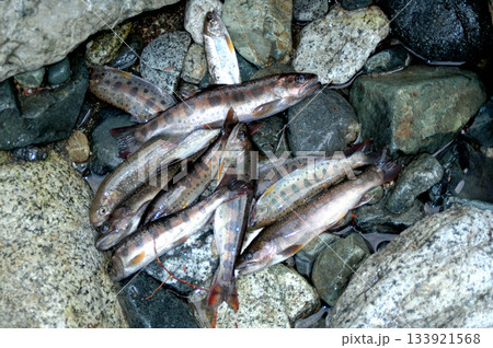 渓流釣りの釣果 133921568