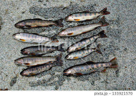 渓流釣りの釣果 133921570