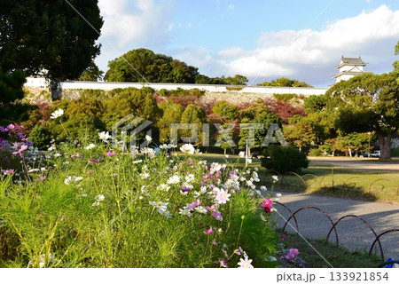 兵庫県 明石城(明石公園))の巽櫓(たつみやぐら)と満開コスモス 兵庫県 明石城(明石公園))の巽櫓(たつみやぐら)と満開コスモス 133921854