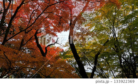 赤や黄色に色づいた紅葉の木々を見上げる秋の森の風景 赤や黄色に色づいた紅葉の木々を見上げる秋の森の風景 133922369