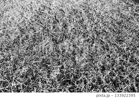 氷点下の朝 芝生に付いた霜「ケンタッキーブルーグラス」白黒 氷点下の朝 芝生に付いた霜「ケンタッキーブルーグラス」白黒 133922395