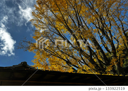 青空に映える黄葉のイチョウと日本家屋の屋根が美しい秋の風景 133922519