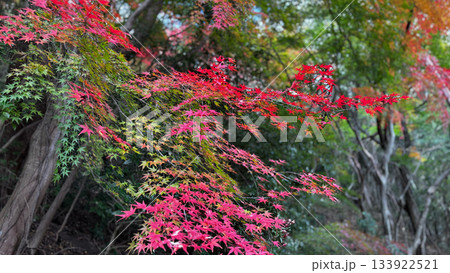 森に映える紅葉と緑のグラデーションが美しい秋の自然風景 133922521
