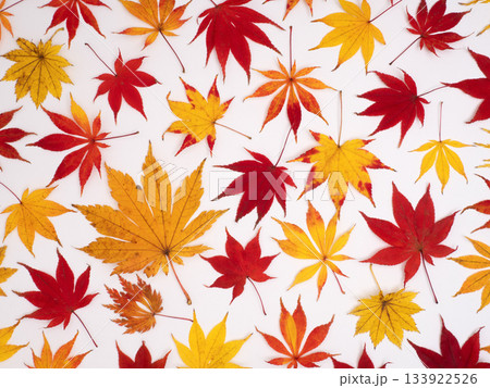 紅葉したカエデの葉 紅葉したカエデの葉 133922526