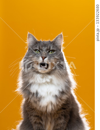 gray cat on yellow background studio shot 133922680