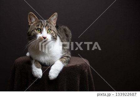 tabby white cat studio portrait on brown background 133922687