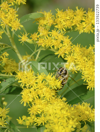 Close up view of a Honey Bee collecting pollen from Goldenrod flowers Close up view of a Honey Bee collecting pollen from Goldenrod flowers 133922739