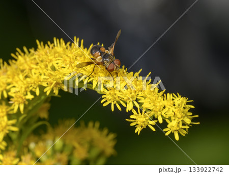Close up view of a bee fly collecting pollen from Goldenrod flowers 133922742