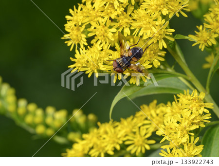 Close up view of a bee fly collecting pollen from Goldenrod flowers Close up view of a bee fly collecting pollen from Goldenrod flowers 133922743