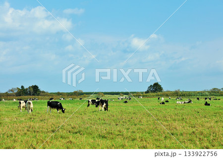 北海道　夏の青空と牧場の牛たち 133922756