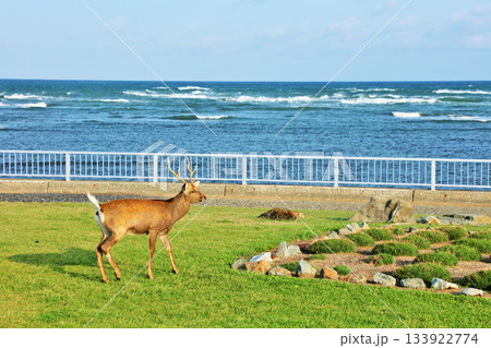 北海道　青空と海の宗谷岬　そしてエゾシカ 133922774