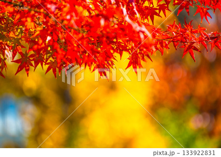 紅葉の背景素材 133922831