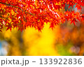 紅葉の背景素材 133922836