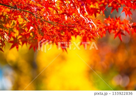 紅葉の背景素材 133922836
