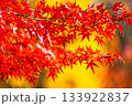紅葉の背景素材 133922837