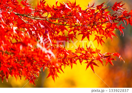 紅葉の背景素材 133922837