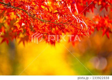 紅葉の背景素材 133922838