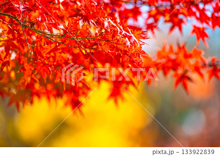 紅葉の背景素材 133922839
