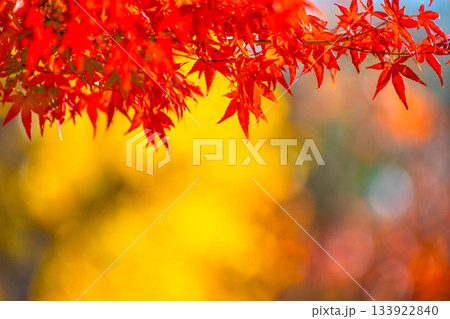 紅葉の背景素材 133922840