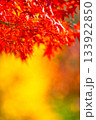 紅葉の背景素材 133922850