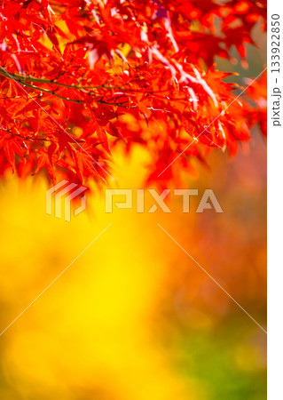紅葉の背景素材 133922850