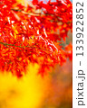 紅葉の背景素材 133922852