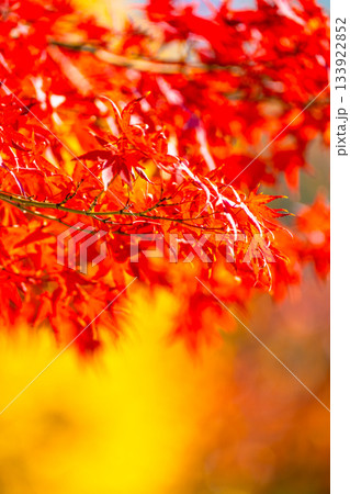 紅葉の背景素材 133922852