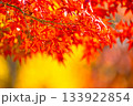 紅葉の背景素材 133922854