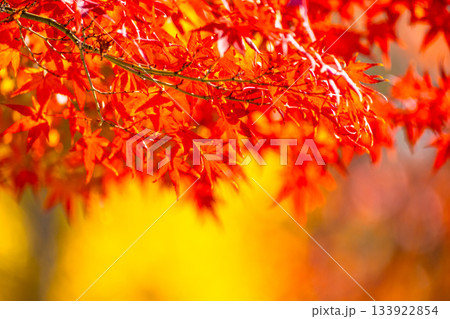 紅葉の背景素材 133922854