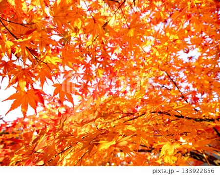 紅葉したカエデの木 紅葉したカエデの木 133922856