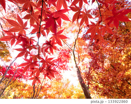 紅葉したカエデの木 紅葉したカエデの木 133922860