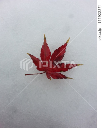雪の上に落ちた紅葉 133922874