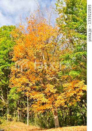 黄葉したイタヤカエデ 黄葉したイタヤカエデ 133922895