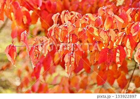 紅葉したハナミズキの綺麗な葉 紅葉したハナミズキの綺麗な葉 133922897