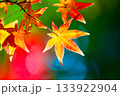 鮮やかな紅葉 133922904