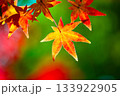 鮮やかな紅葉 133922905