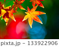 鮮やかな紅葉 133922906