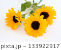 三輪の明るいひまわりの花　白背景のスタジオ撮影 133922917